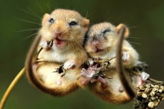 mouse-1920x1080-cute-animals-4k-19676