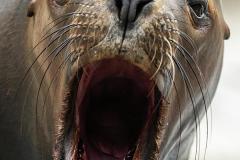 portrait-of-a-female-southern-sea-lion-in-an-austrian-zoo-stefan-rotter