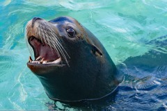 sea-lion-3054045_1920