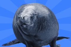 sea-lion-meme-1576069669Pqn