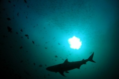 Shark_Silhouette
