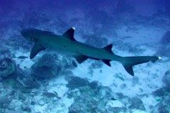 Whitetip_reef_shark