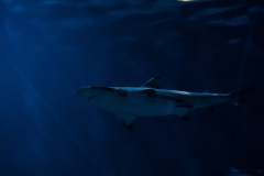 animal-blue-water-dangerous-deep-preview