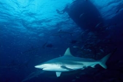 bull-shark-thumbnail