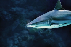 david-clode-australia-grey-reef-shark-gray-reef-shark