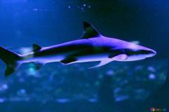 fish-new-photos-shark-53833