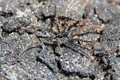 HAVO_20130420_Lava-Wolf-Spider-2