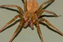 Piano-flat-spider-steve-kerr-cc-by-01