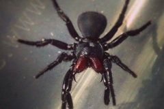Western_Australian_Mouse_eating_Spider