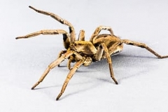 brown-wolf-spider-close-up-photo-thumbnail