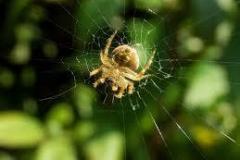 images-1