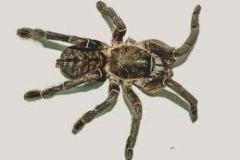 images-5