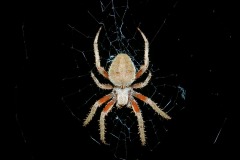 spider-4120020_1280
