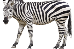 zebra-4864906_960_720