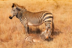 zebra-4872922_960_720