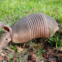 armadillo-mammal-nature-fauna-animal-outdoors 