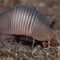 armadillo-wallpaper-1 