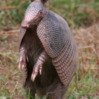 armadillo-wallpaper-10 