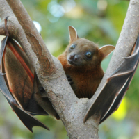 1024px-Lesser_short-nosed_fruit_bat_(Cynopterus_brachyotis) 