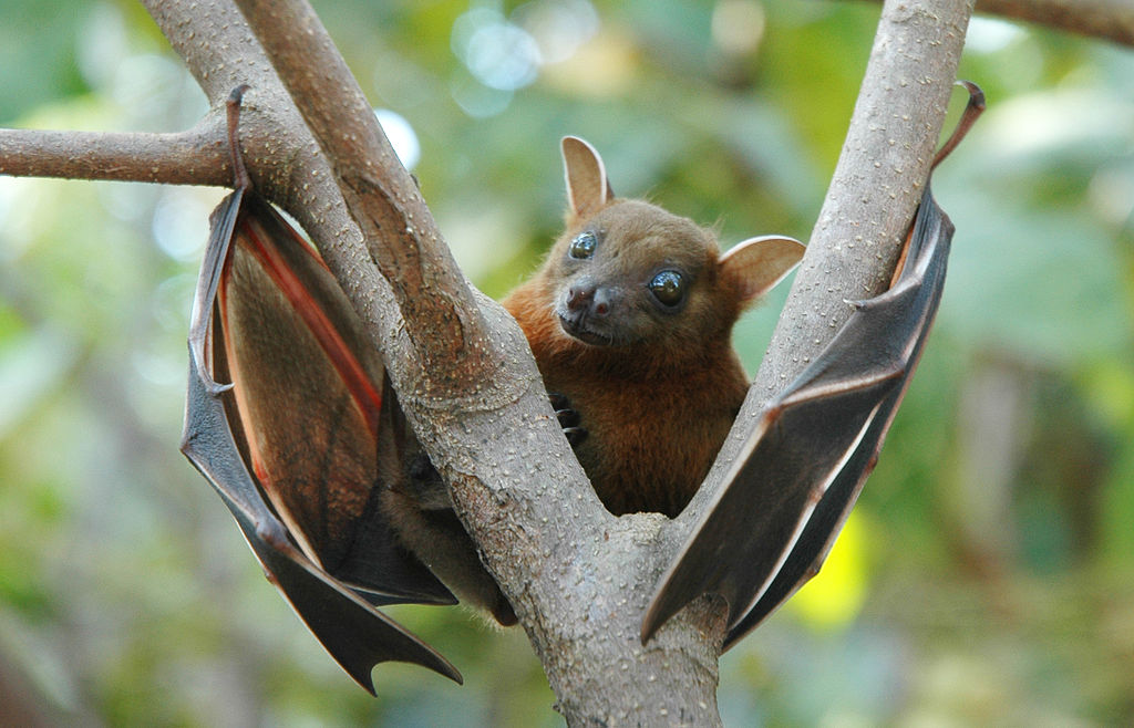 1024px-Lesser_short-nosed_fruit_bat_(Cynopterus_brachyotis)