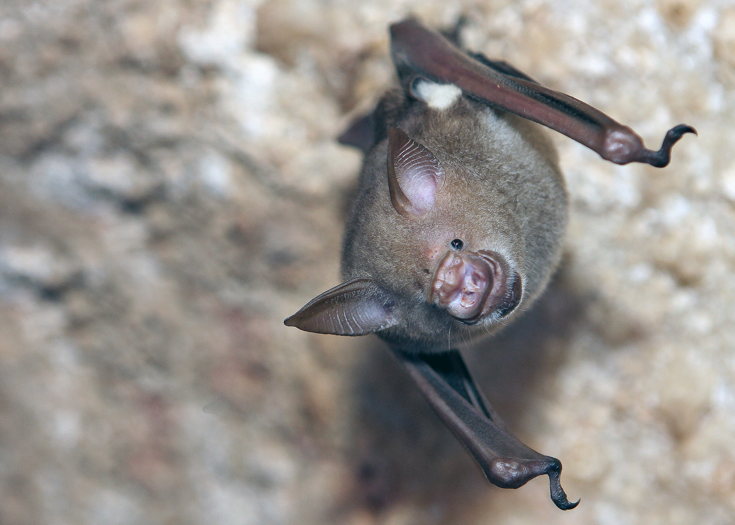 Bat_in_a_Cave