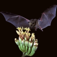 Choeronycteris_mexicana_Mexican_long-tongued_bat_7371567444 