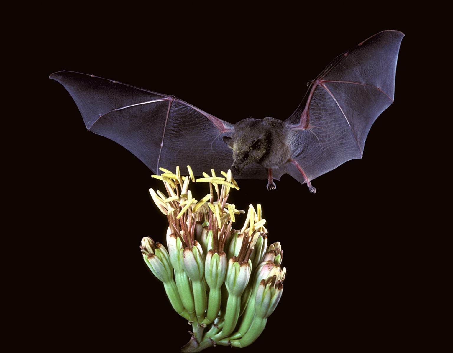 Choeronycteris_mexicana_Mexican_long-tongued_bat_7371567444