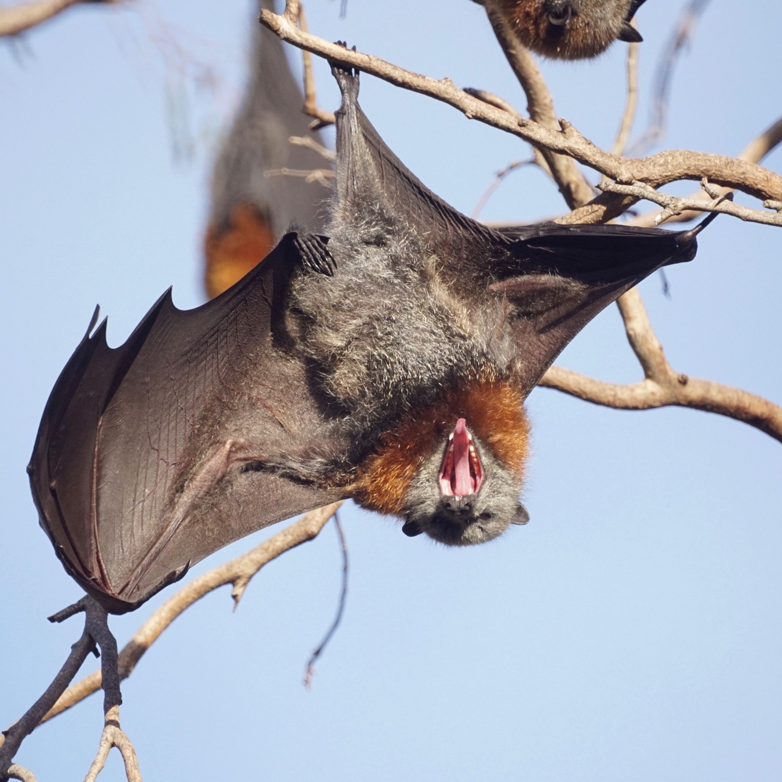 Fruit_Bat_(flying_fox)_(36717999785)