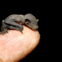 Newborn_of_Lesser_short-nosed_fruit_bat 