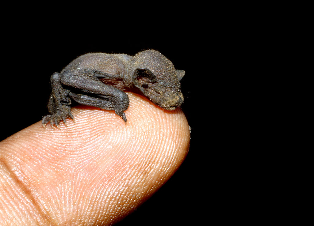 Newborn_of_Lesser_short-nosed_fruit_bat