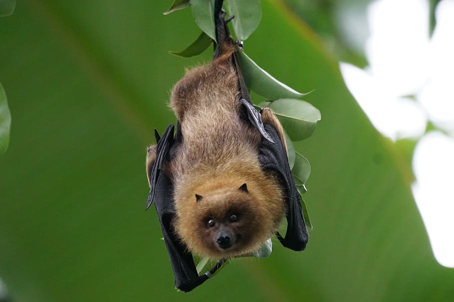 animals-fledertier-flying-dog-rodrigues-flying-fox