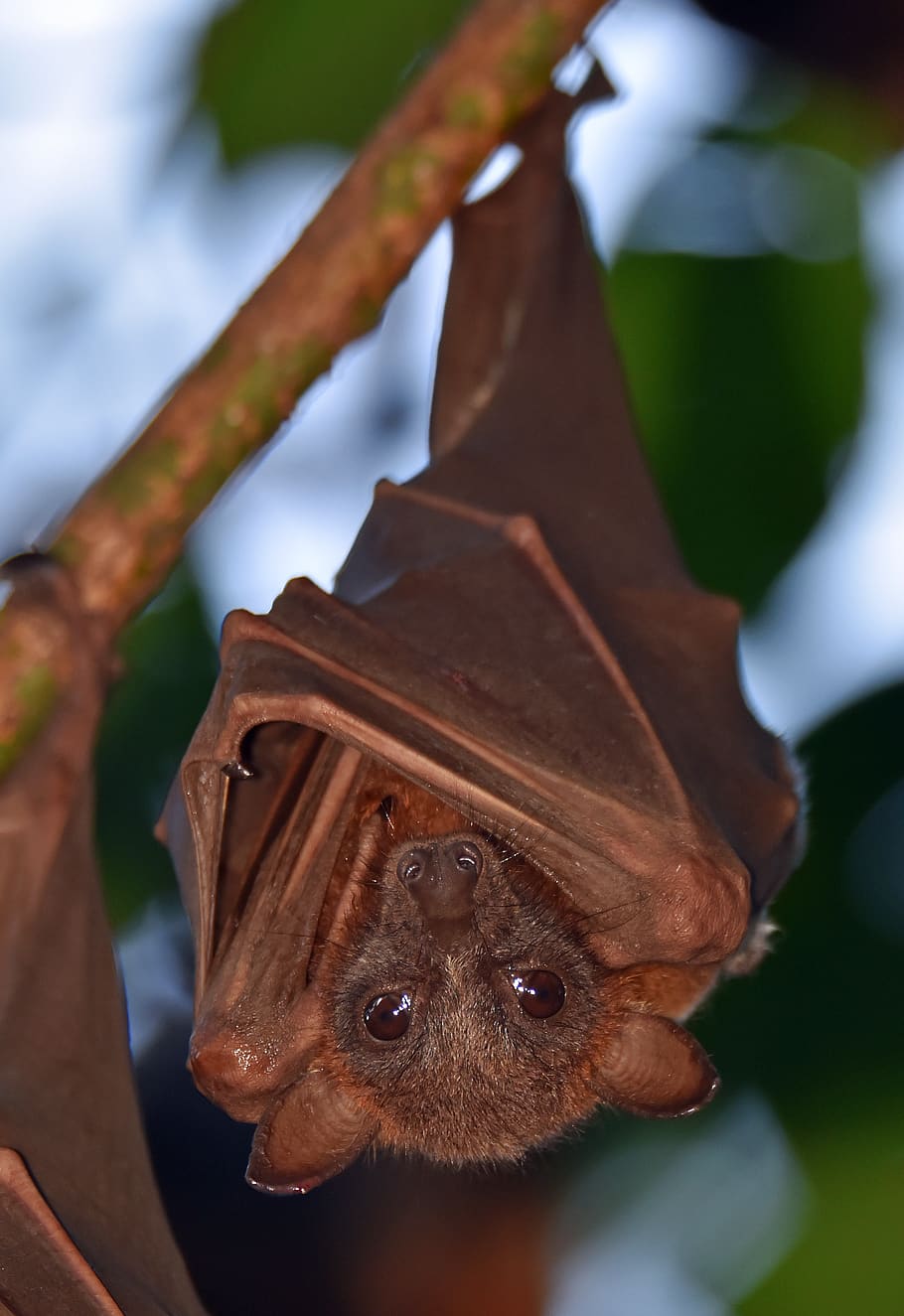 australia-cairns-little-red-flying-fox-bat-portrait