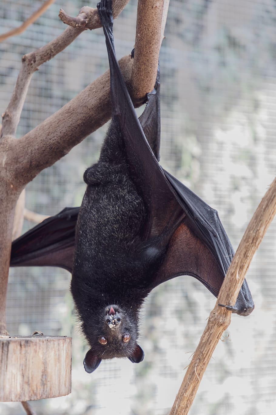 bat-flying-fox-creature-of-the-night-mammal