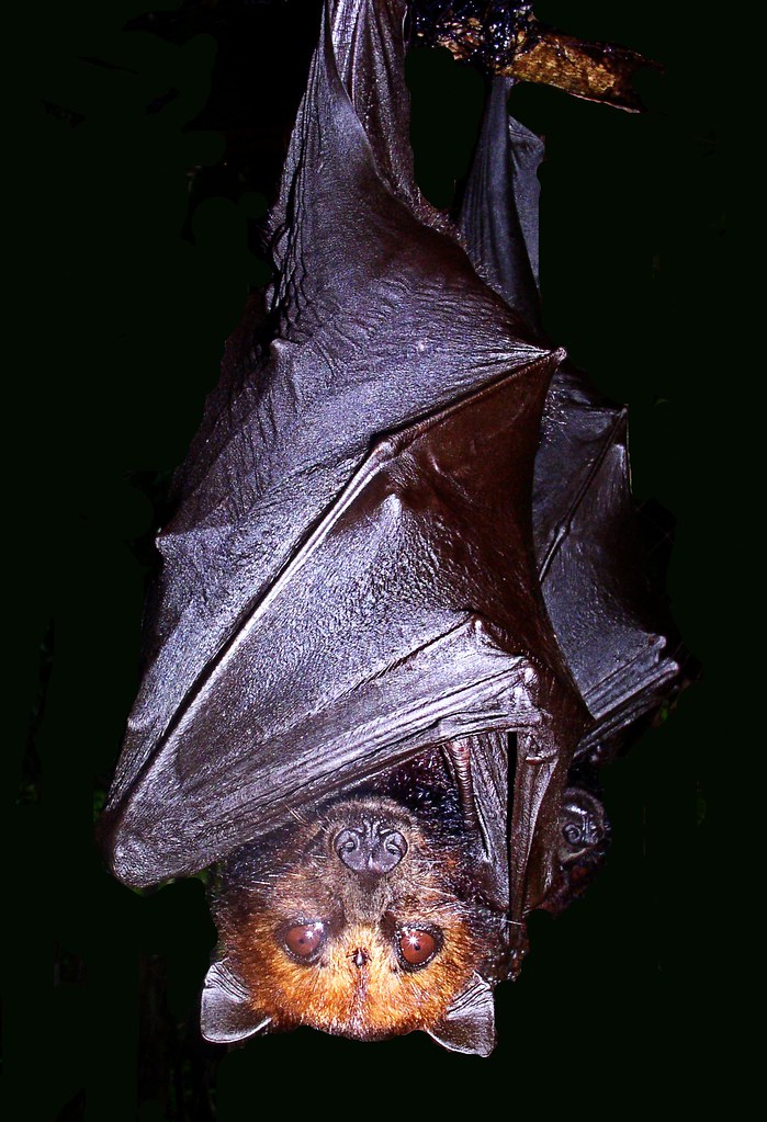 bat-hang