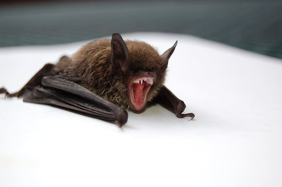 bat-scream-tooth-nocturnal