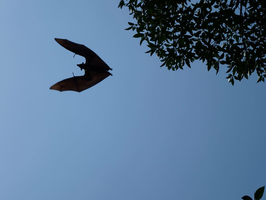 flying-dog-sri-lanka-fly-bat