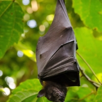 nature-leaf-hang-animal-world 