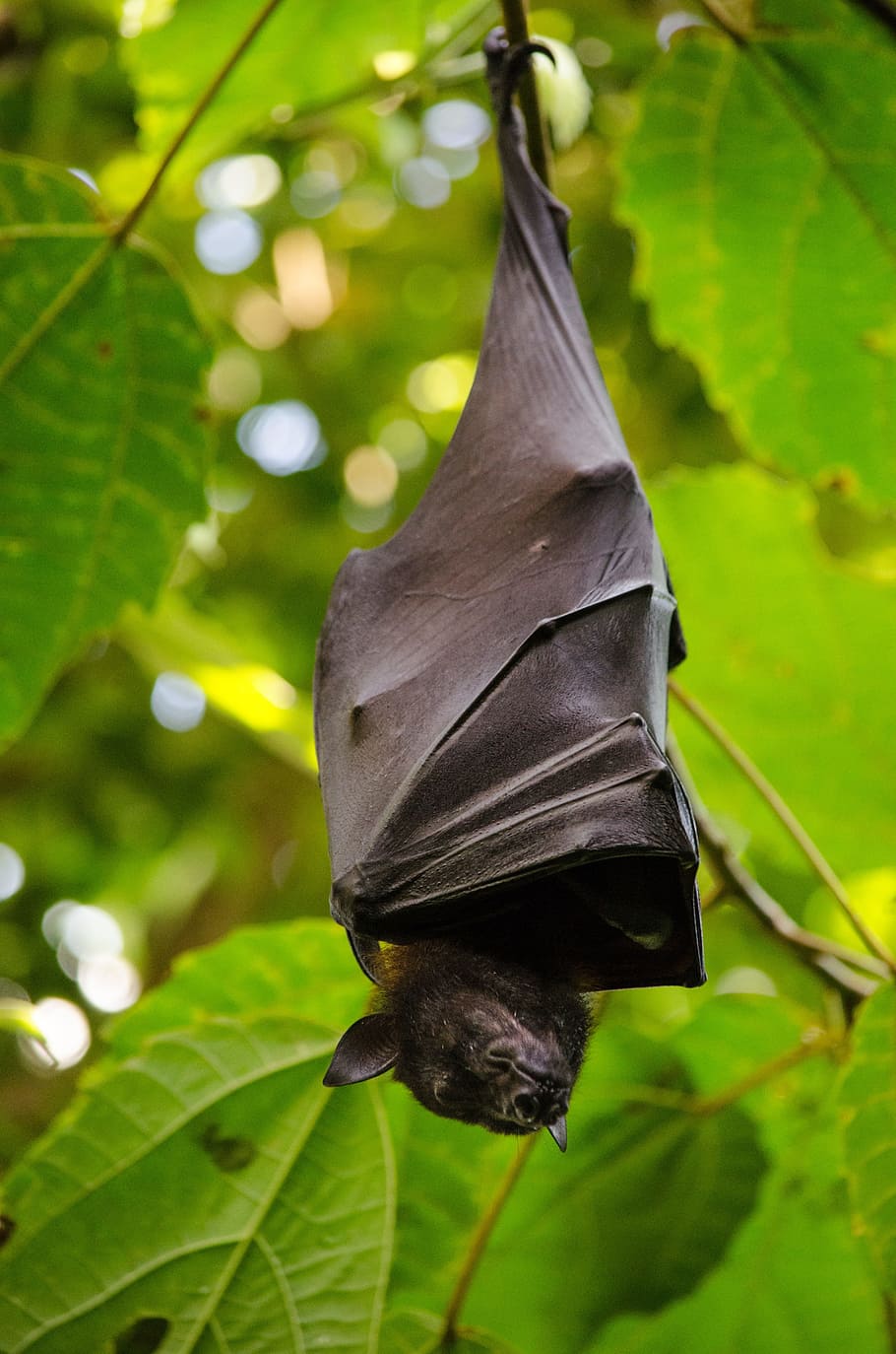 nature-leaf-hang-animal-world