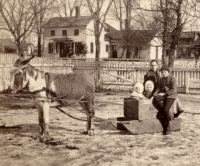 Donkey Sleigh 