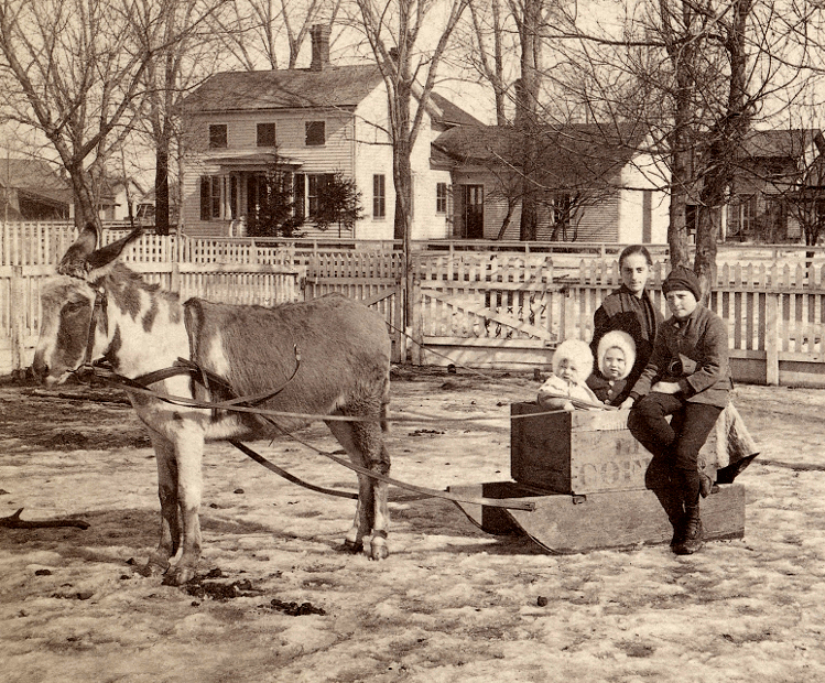 Donkey Sleigh