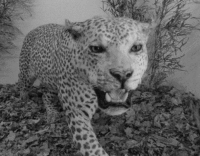 bw-leopard-3d-wiggle 