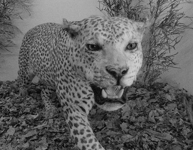 bw-leopard-3d-wiggle