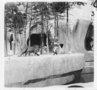 bw-old-lion-at-zoo-wiggle-3d 