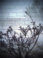 bw-tree-wall-wiggle-3d 