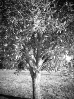 bw-tree-wiggle-3d 