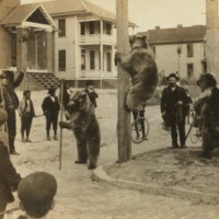 old-trained-bears-wiggle-3d 