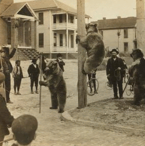 old-trained-bears-wiggle-3d