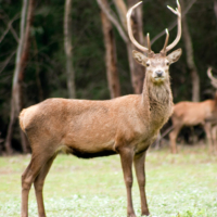 deer-public-domain-gameznet-00005 