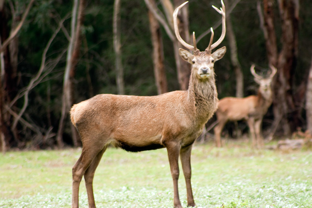 deer-public-domain-gameznet-00005