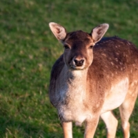 deer-public-domain-gameznet-00008 